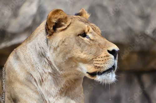 Löwe - König - Tiere