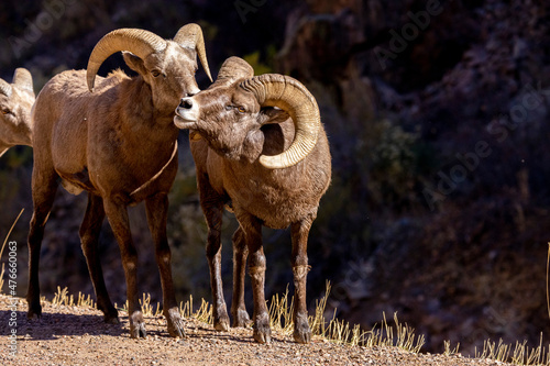 Big Horn Sheep in Waterton Canyon