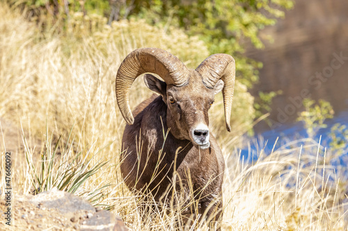 Big Horn Sheep in Waterton Canyon