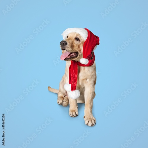 Dog Christmas Background. wearing red Santa hat. Merry Christmas.