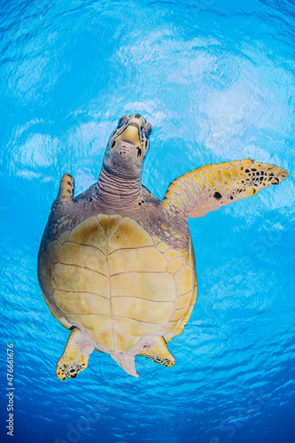 Sea turtle swimming undersea photo