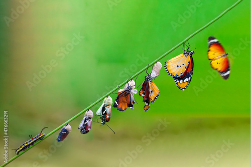 Differing stages of life from caterpillar to cocoon to butterfly photo