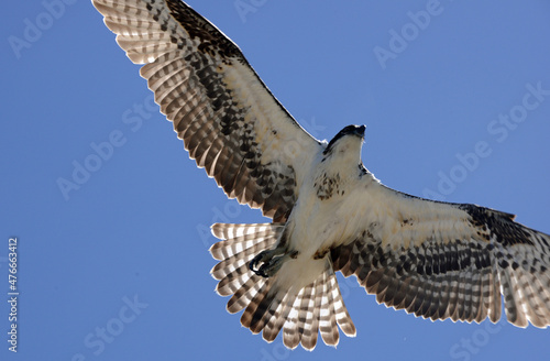 Osprey in Flight at Santa Barbara harbor, California