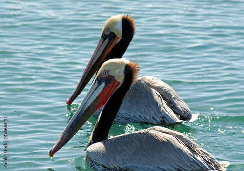 Brown Pelicans in Santa Barbara harbor, California photo