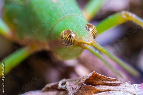 close up view of a green grasshooper photo