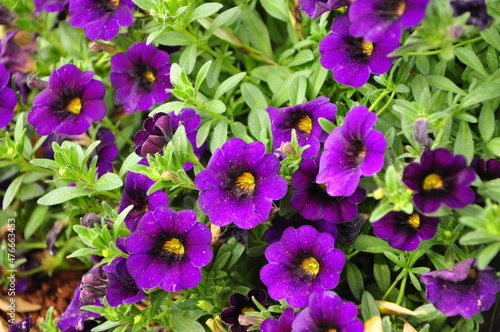 Beautiful purple petunia, flowers in the garden, summer. Violet flowers in the garden. 