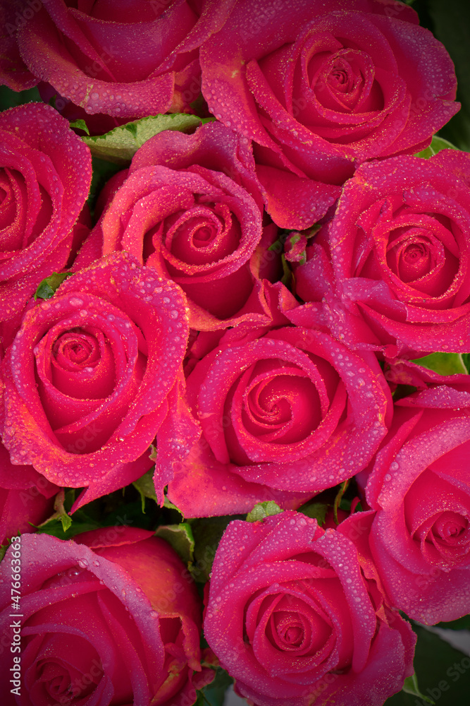 Fototapeta premium Beautiful rose background with droplets of water on petals. flowers wall background with amazing roses. Red roses texture and background