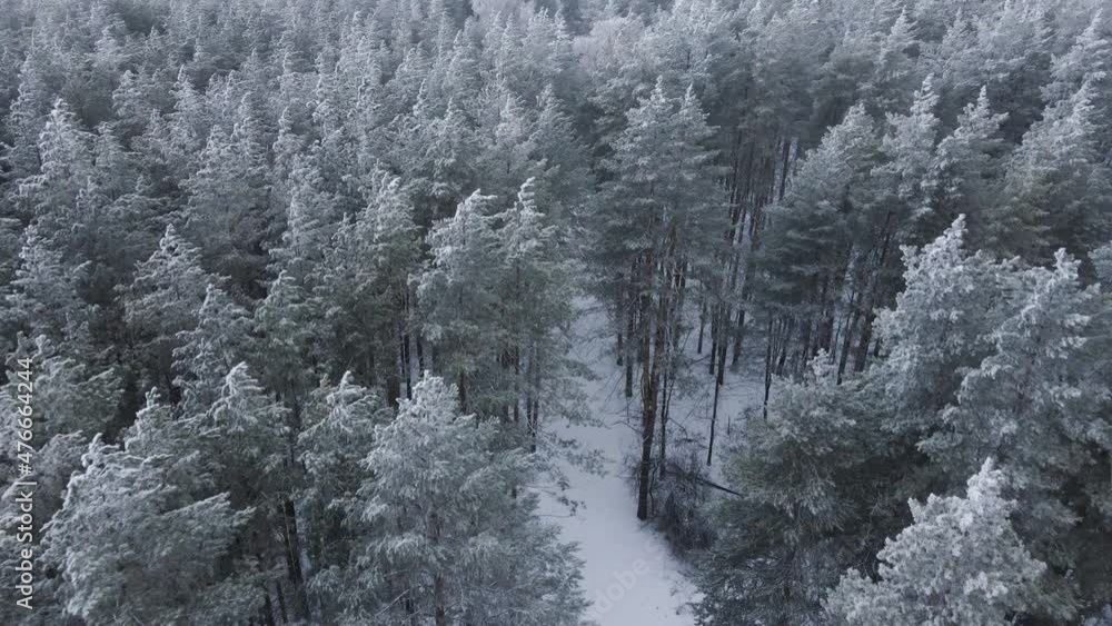 Winter forest on a frosty day Winter forest on a frosty day