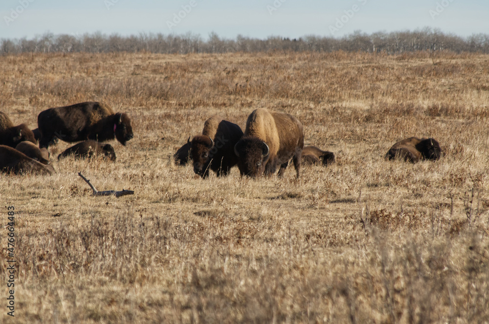 Naklejka premium Herd of Plains Bison in a Field