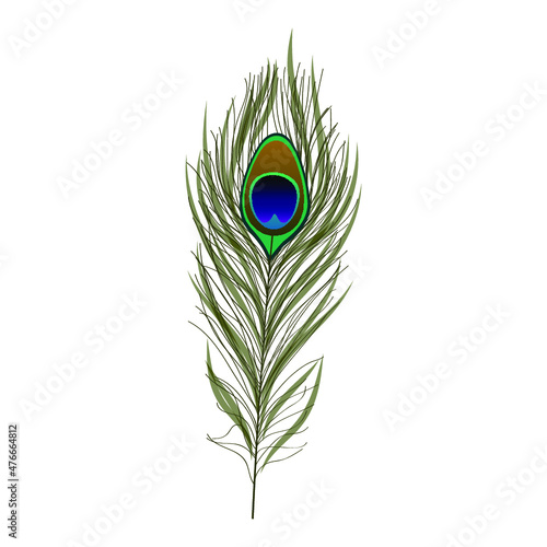 peacock feather