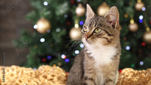 Kitten on the background of the Christmas tree. Cat close up. Happy New Year. 2023. Winter. Merry Christmas. Place for text. Tabby. Greeting card. Cat on a golden background. Kitten with green eyes 