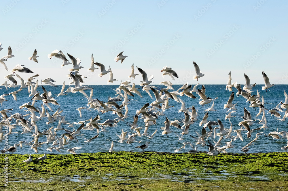 Gull and tern flock, Patagonia, Argentina