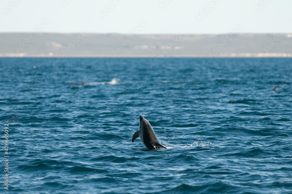 Fototapeta premium Dolphin Jump in Peninsula Valdes, Patagonia,Argentina