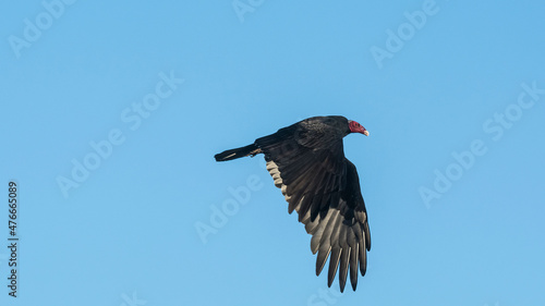 Turkey Vulture, planning in flight, Patagonia, Argentina