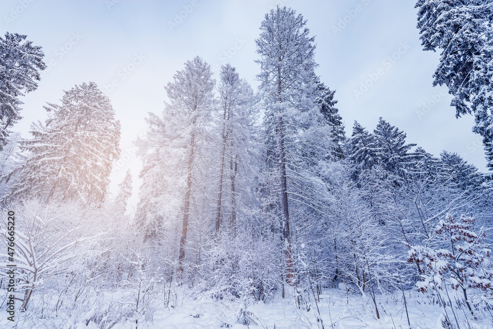 Winter forest view at cold sunrise time. Winter forest view at cold sunrise time.