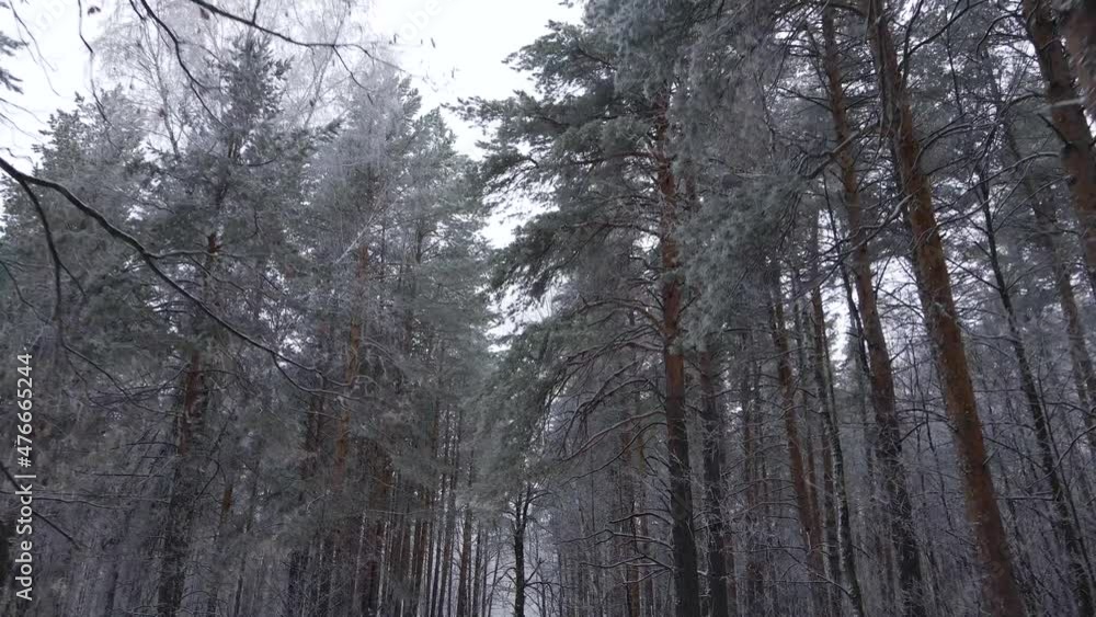 Winter forest on a frosty day Winter forest on a frosty day