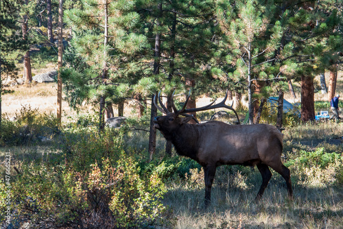 Huge deer bull with tall horns in the Forest of the Rocky Mountains