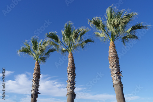 Background of tree trimmed palm trees in the wind against a blue sky and some clouds.
