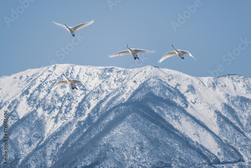 Fototapeta Naklejka Na Ścianę i Meble -  雪に覆われた伊吹山と飛翔する白鳥