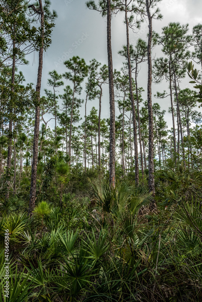 Fototapeta premium Scenci vegetation in the Everglades National Park in Florida