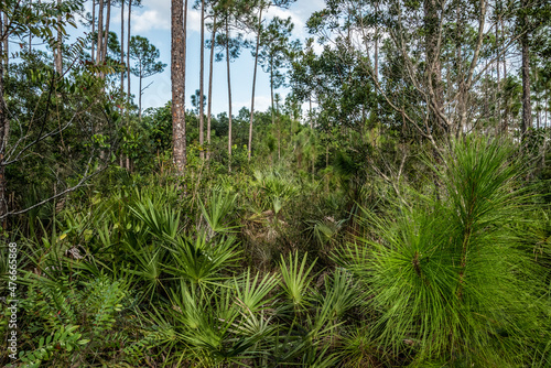 Scenci vegetation in the Everglades National Park in Florida photo