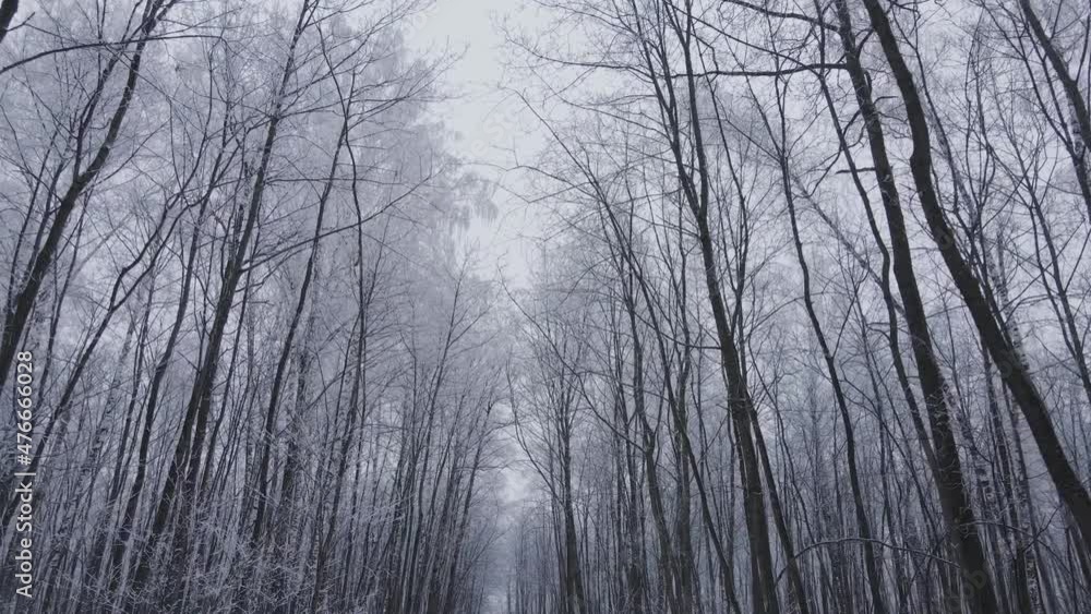 Winter forest in frosty time Winter forest in frosty time