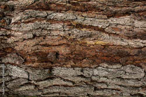 Wood texture 3
