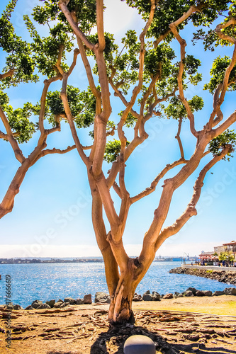 Fototapeta Naklejka Na Ścianę i Meble -  San Diego - Lone tree in front of the ocean in San Diego