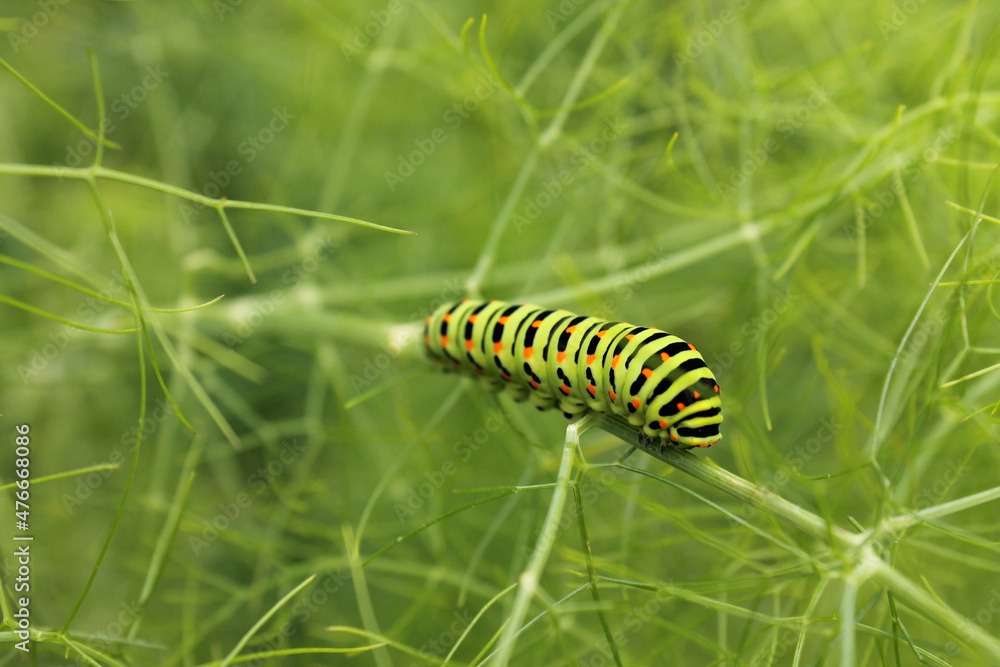 Papilio machaon (caterpillar)