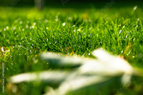 green grass on a day