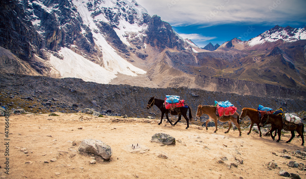 packhorses on a trail in the Andes mountains