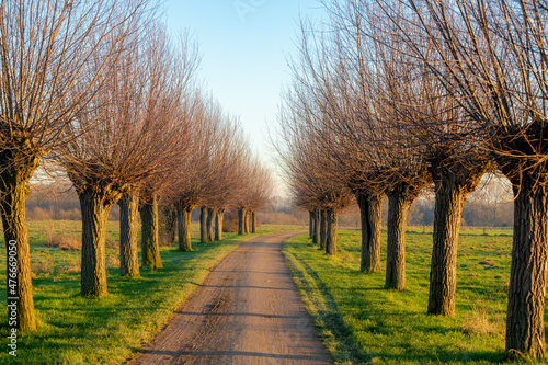 Winter landscape with a row of pollarded willow trees on both side of walkway under blue sky, Nature path with green grass field along the way and leafless tree, Countryside of the Netherlands.