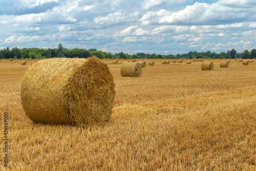 An isometric view of a roll of hay on a mown field. Against the background of the green line of the forest and other rolls in the distance. The sky is overcast. Summer. Daylight soft light.