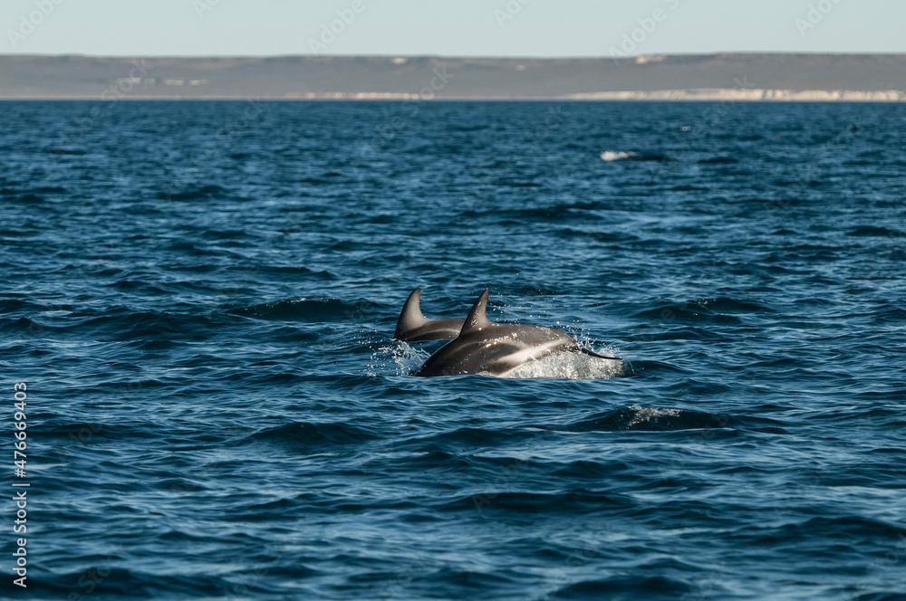Fototapeta premium Dolphin Jump, Chubut Province, Patagonia, Argentina.