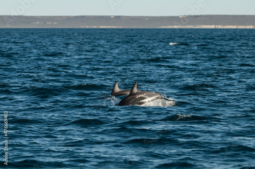 Dolphin Jump, Chubut Province,  Patagonia, Argentina.