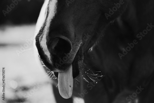 Funny tongue out on bay horse mare face closeup.