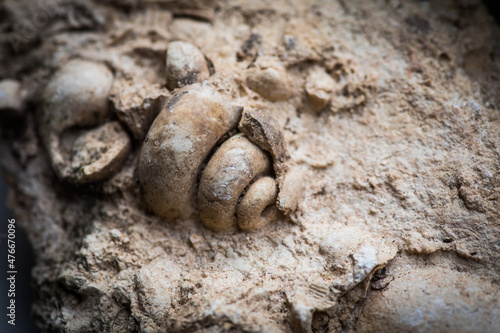 Gastropod fossil trapped in sandstone