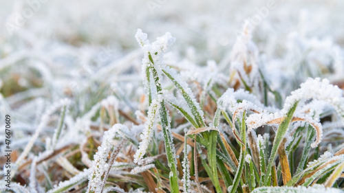 bodenfrost wiese closeup photo