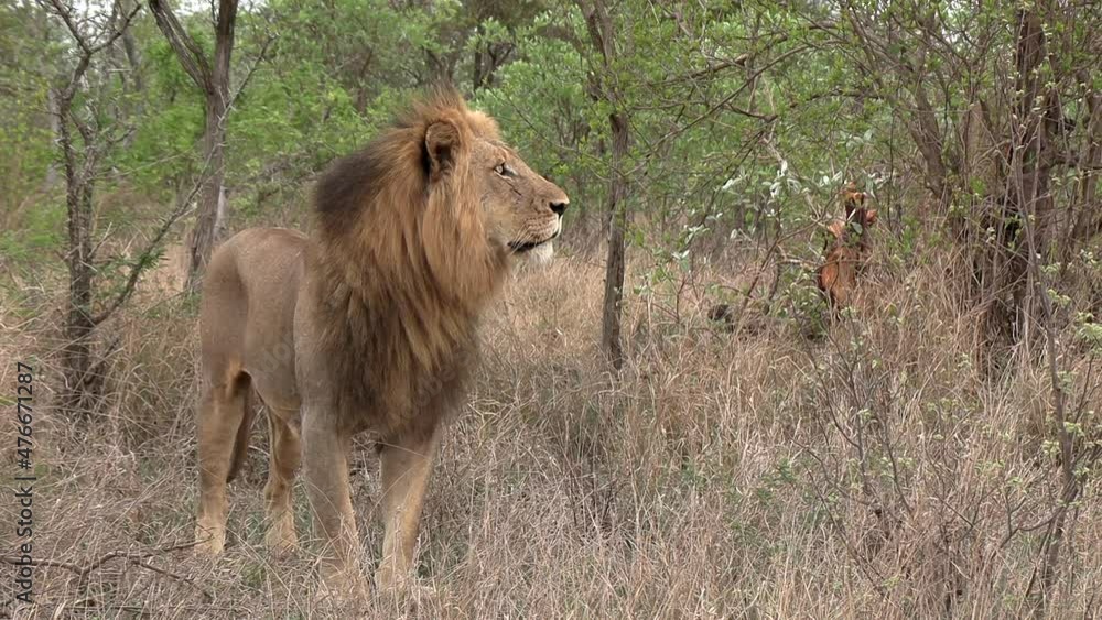 A male lion stands in the tall grass, alert and watchful. A male lion stands in the tall grass, alert and watchful.
