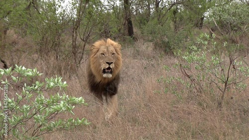 Two male lions on the move through bush in Africa.