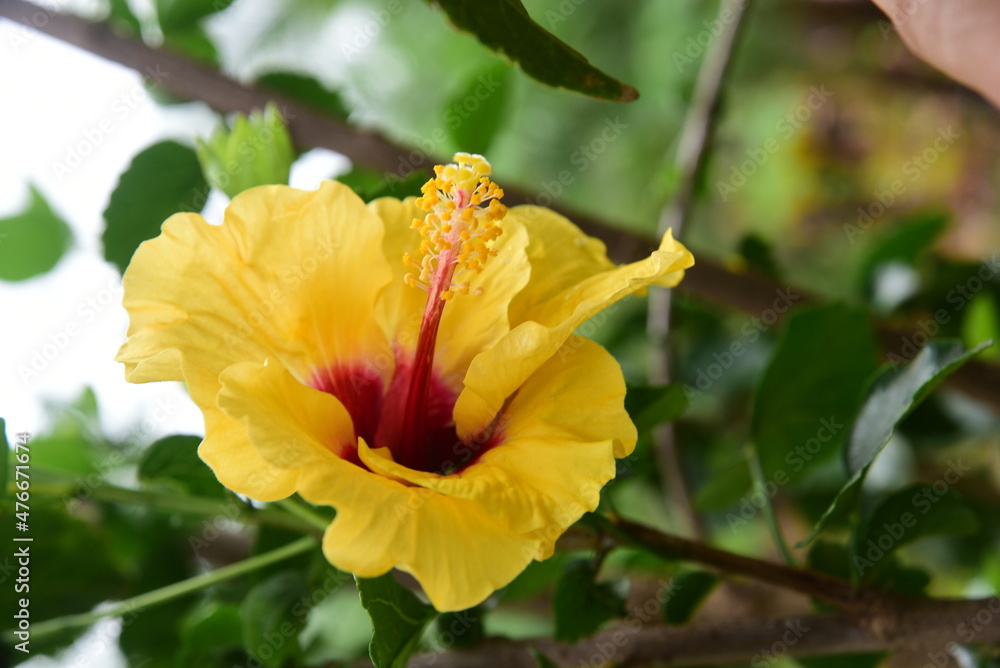 yellow flower in garden isolated on blurred background. yellow flower in garden isolated on blurred background.