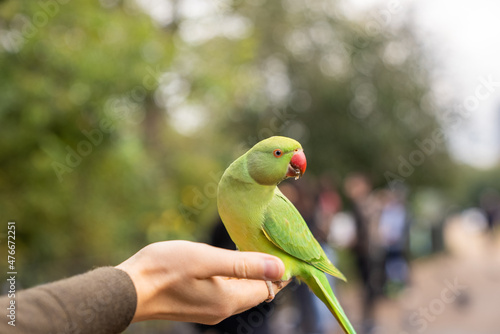 Green parrot sitting on a hand and eating nuts in a park in London, UK.
