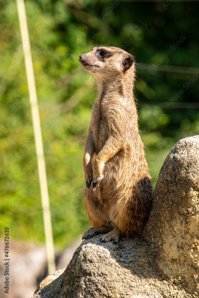 Fototapeta premium A meerkat guarding his family from a rock