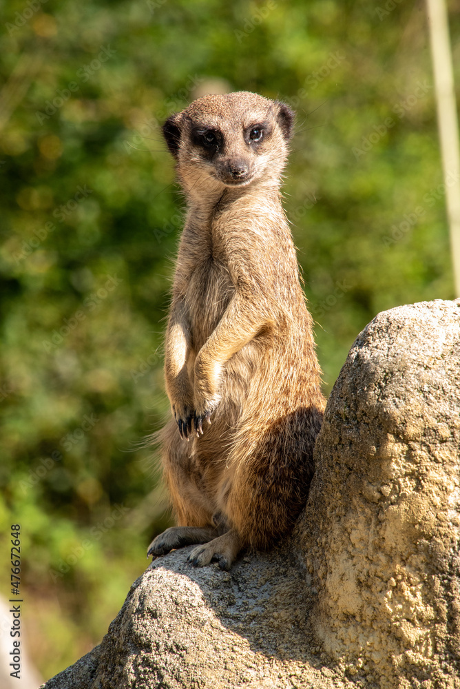 Fototapeta premium A meerkat guarding his family from a rock