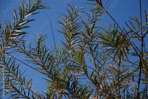grass and sky