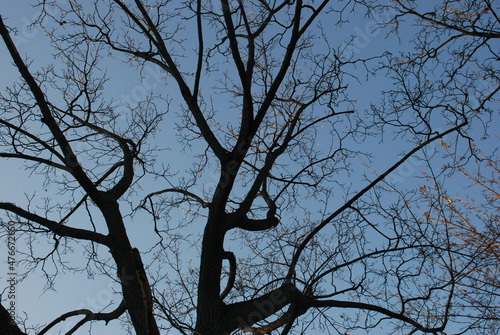 tree branches against blue sky