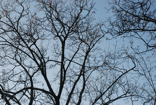 branches against blue sky