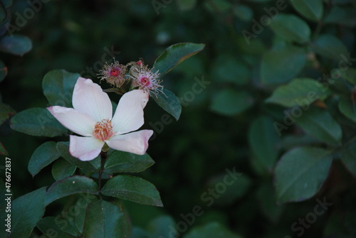 pink and white flower