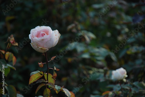 pink rose in the garden