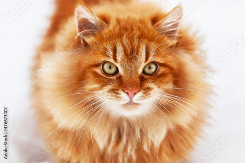 Portrait of a red fluffy cat  with big eyes in winter.